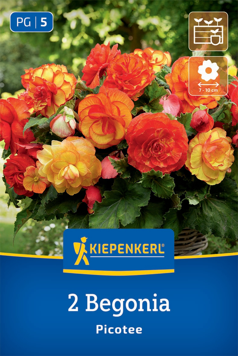 Knollenbegonie Picotee
