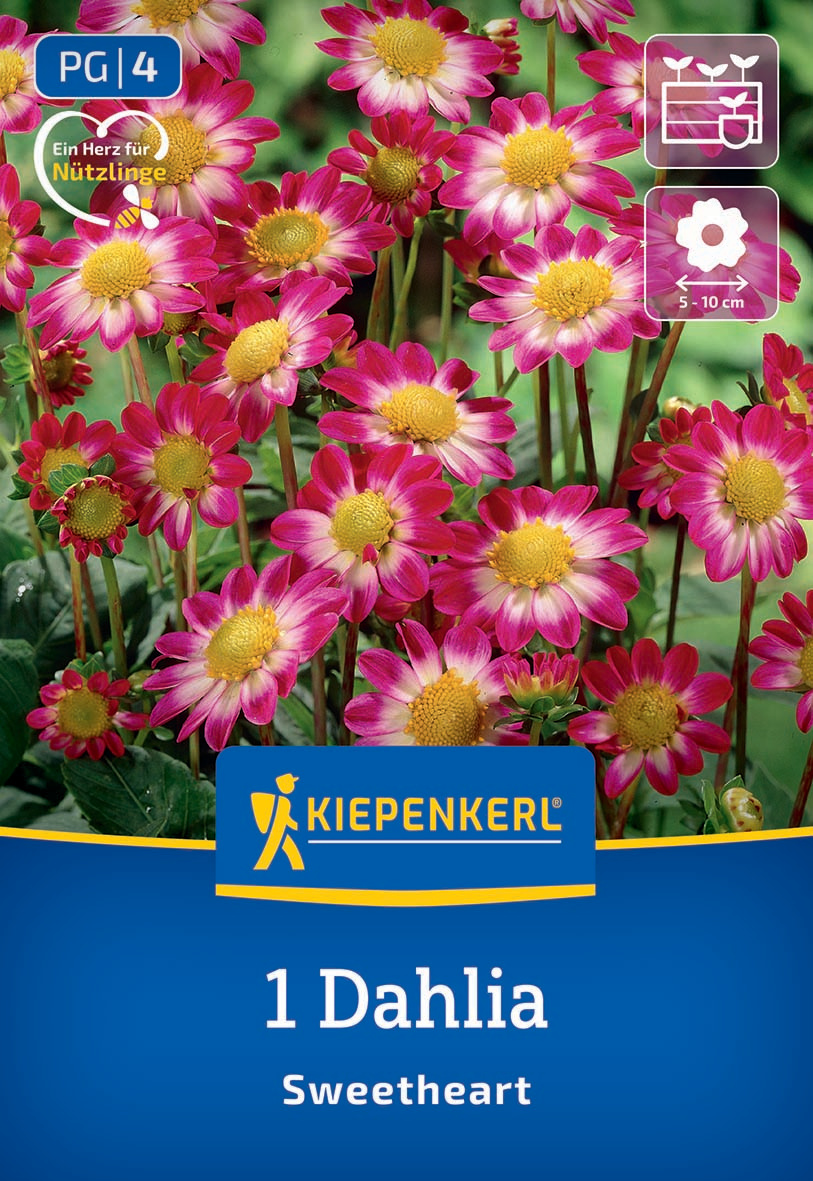 Pink-weiße Dahlien mit gelber Mitte vor grünem Laub, mit Kiepenkerl-Logo und Text.