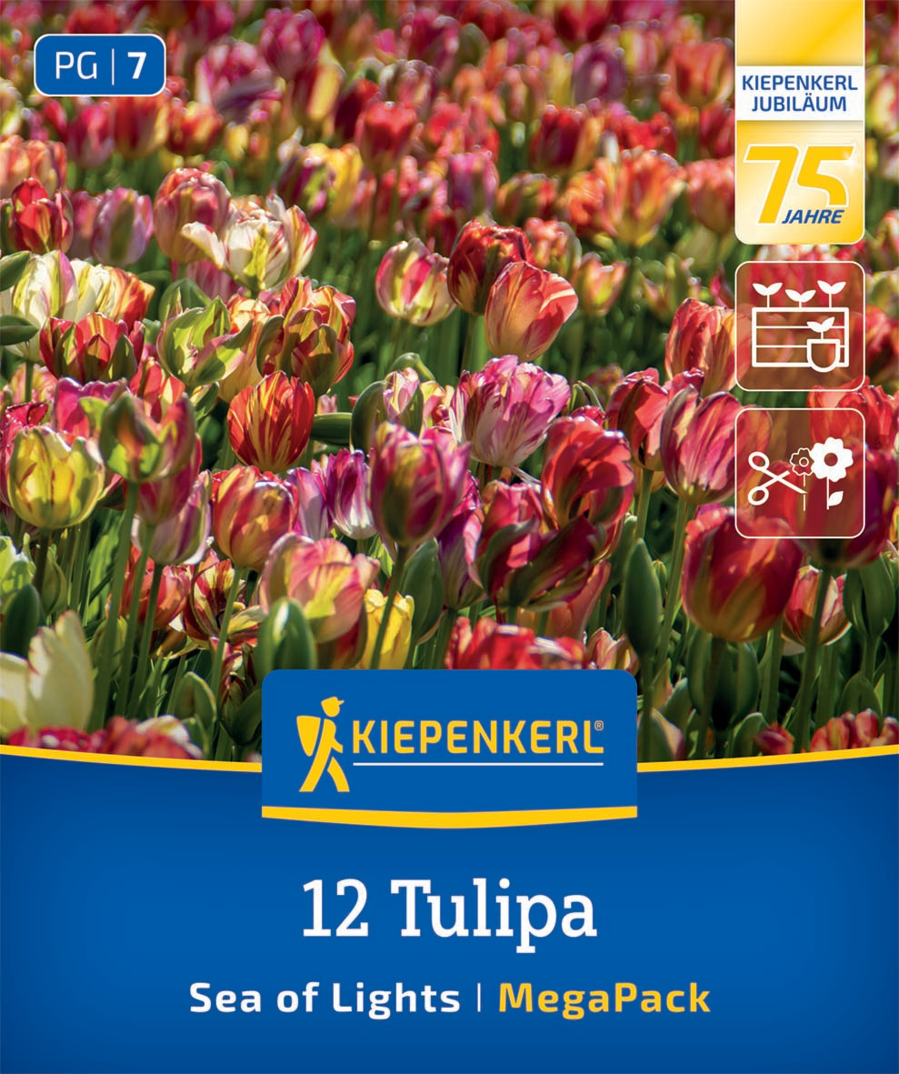 Mega-Pack Einfache Späte Tulpe Sea of Lights
