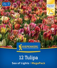 Mega-Pack Einfache Späte Tulpe Sea of Lights