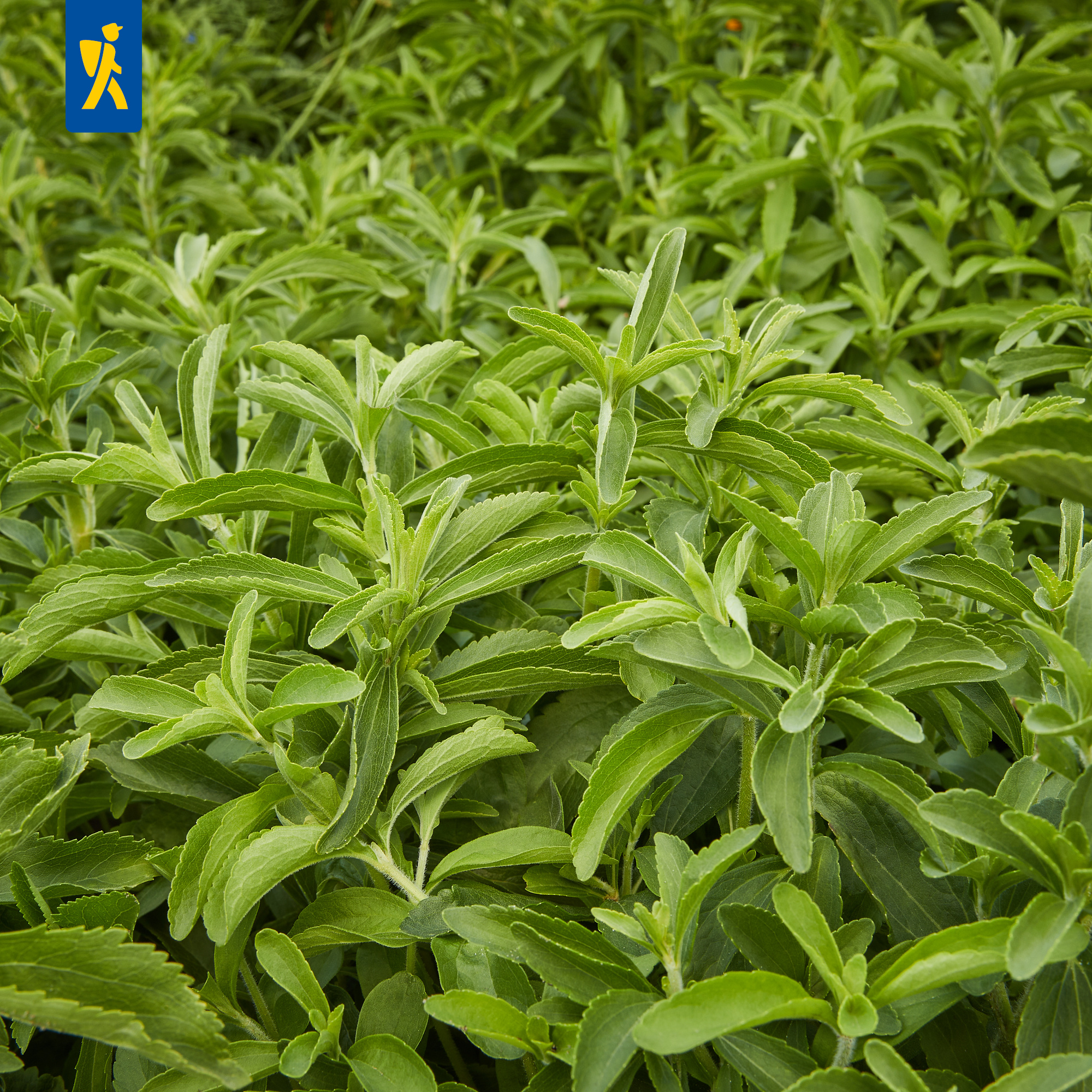Stevia Honigkraut