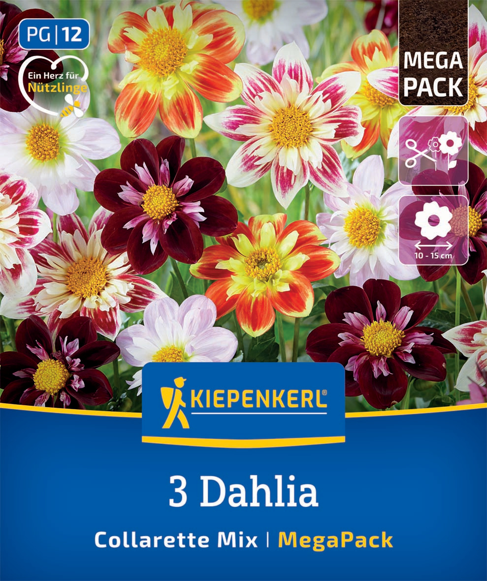 Bunter Dahlien-Florenz, verschiedene Farben, in einem Blumenbeet.