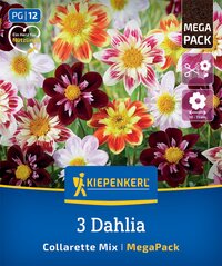 Bunter Dahlien-Florenz, verschiedene Farben, in einem Blumenbeet.