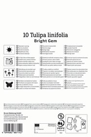 Wildtulpe Bright Gem