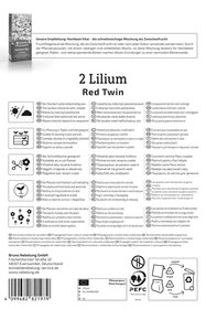 Asiatische Lilie Red Twin