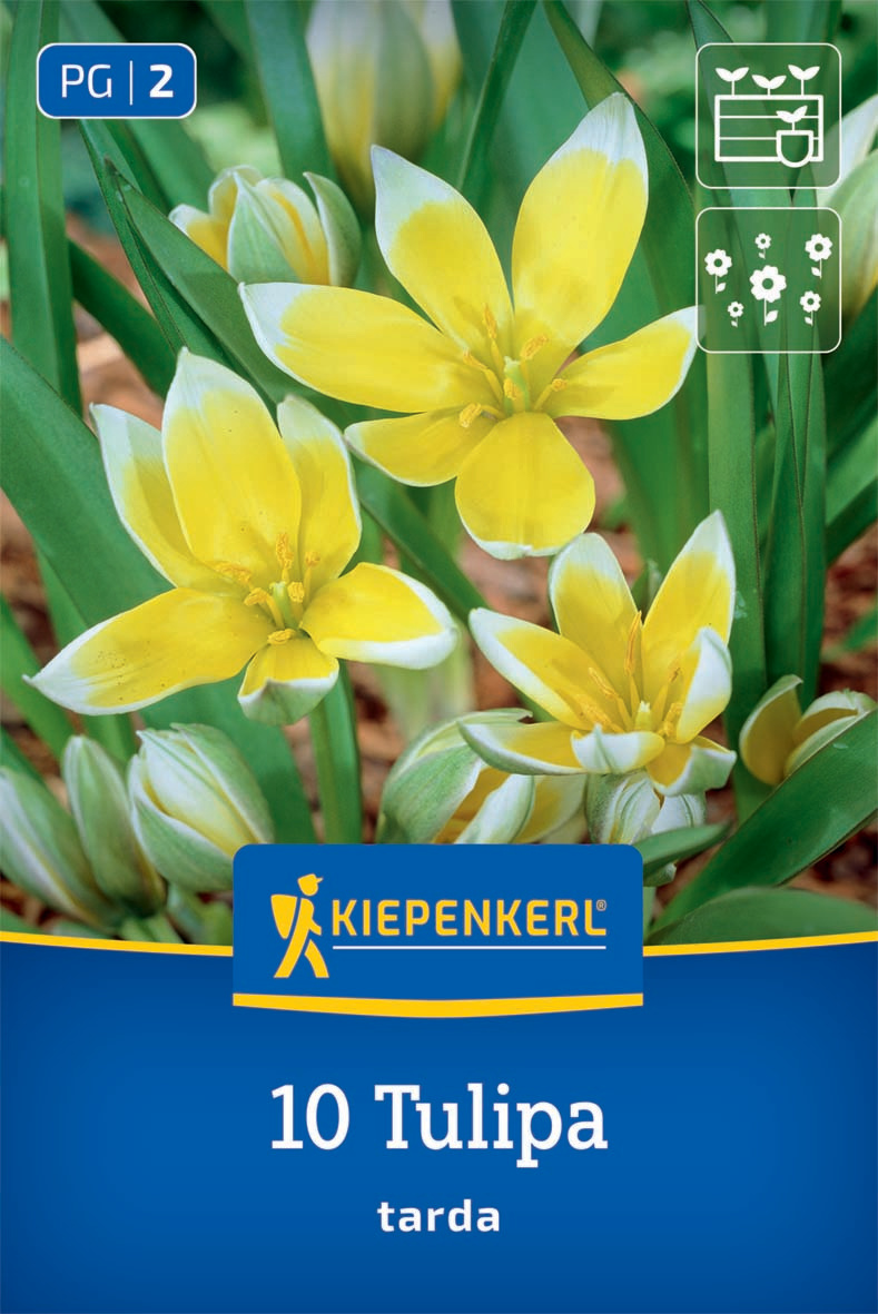 Wildtulpe Tulipa tarda