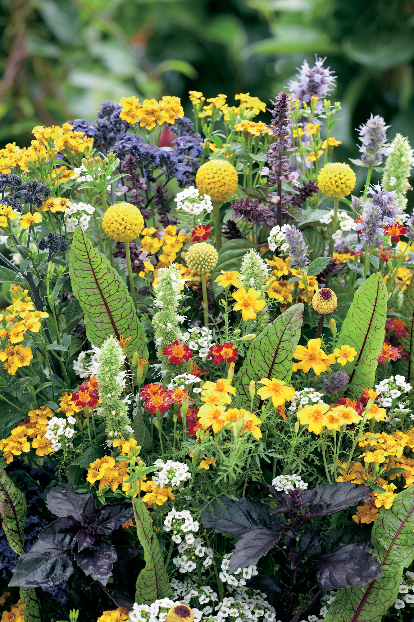Bunte Vielzahl verschiedener blühender Pflanzen, gelbe, weiße, lila und rote Blumen mit grünen Blättern.