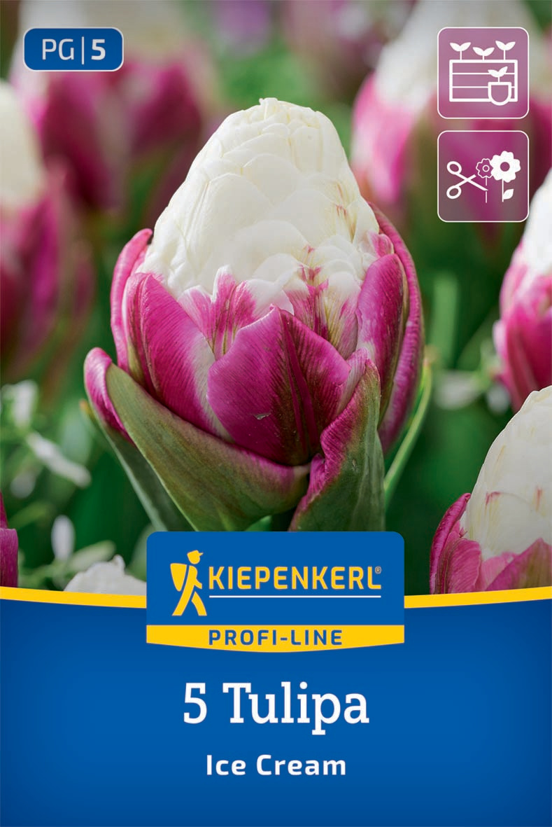 Gefüllte Späte Tulpe Ice Cream