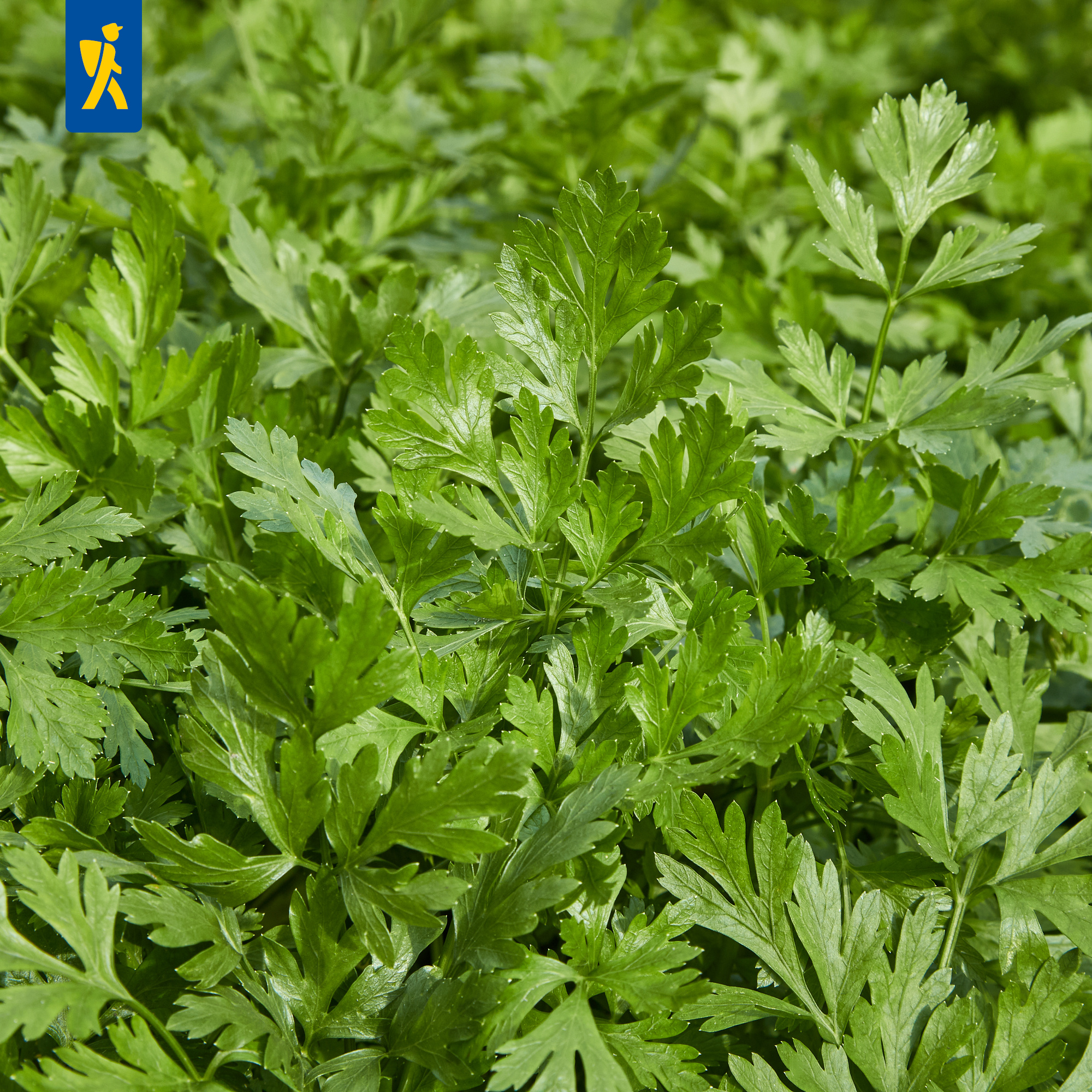 Grüner Petersilienpflanzen mit gezackten Blättern auf einem Beet.
