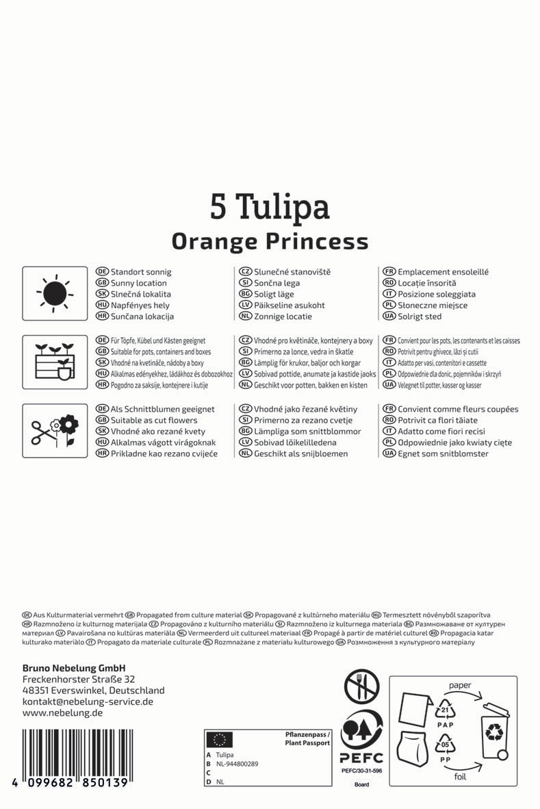 Gefüllte Späte Tulpe Orange Princess