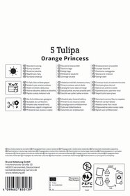 Gefüllte Späte Tulpe Orange Princess