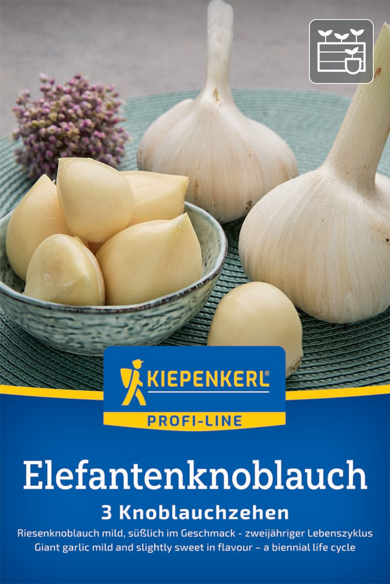 Elefantenknoblauch
