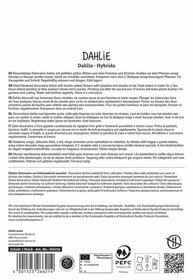 Dekorativer Dahlia mit gefüllten gelben Blüten, roten Flammen und Strichen, Knollen in Wasser, Pflanze im Topf in der Erde.