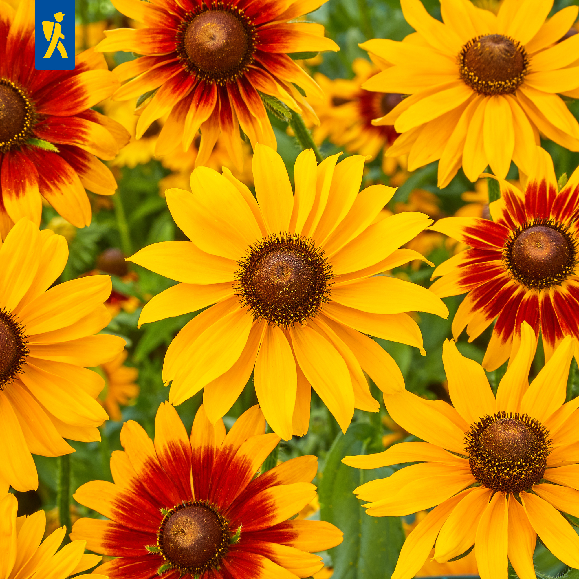 Gelbe und rotgelbe Sonnenblumen mit braunen Zentren vor grünem Hintergrund.