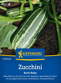Zucchinisamen Bush Baby, F1