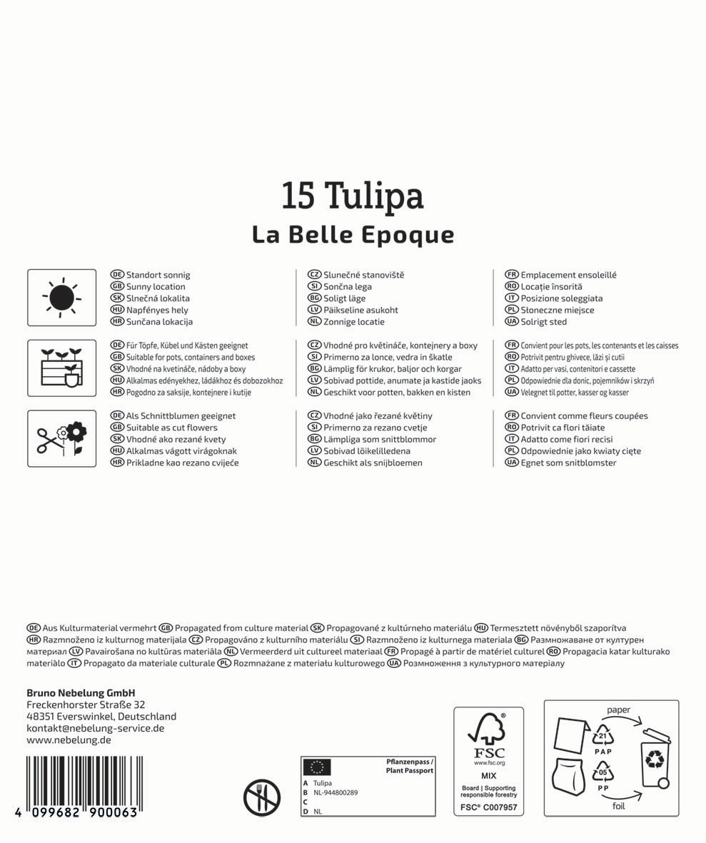 Mega-Pack Gefüllte Späte Tulpen La Belle Epoque