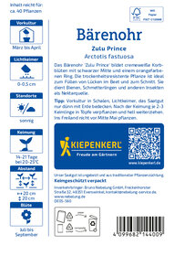 Bärenohrsamen Zulu Prince