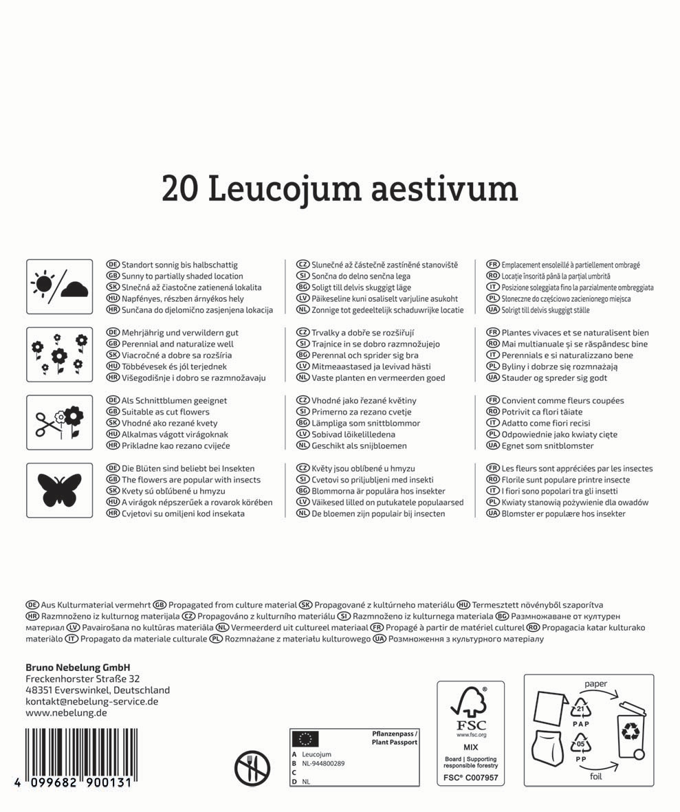 Mega-Pack Sommerknotenblumen