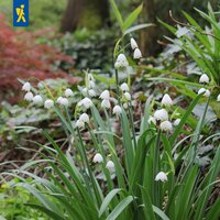 Mega-Pack Sommerknotenblumen