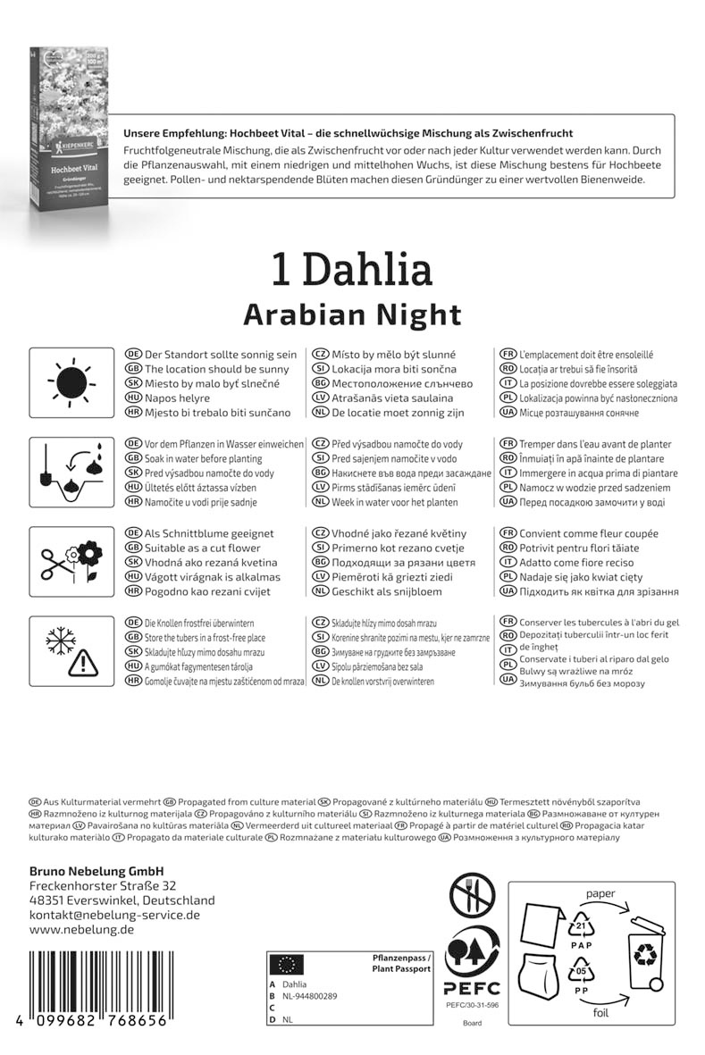 Dekorative Dahlie Arabian Night