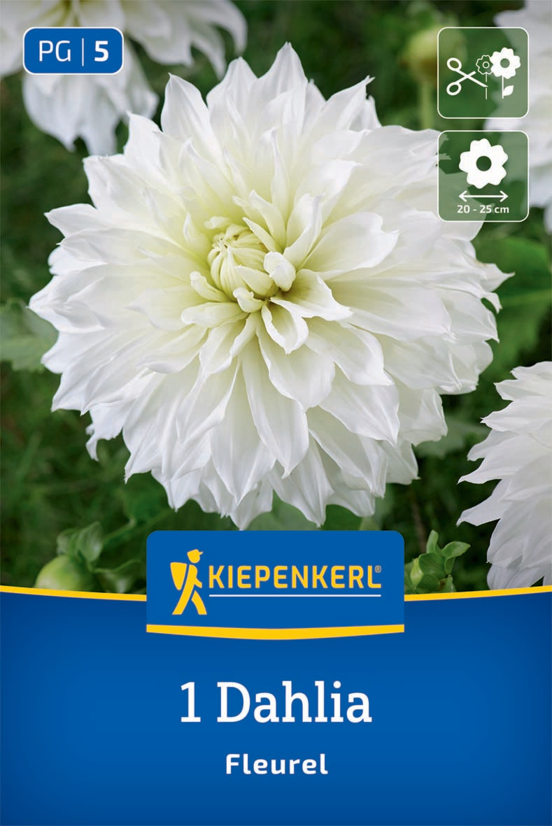 Riesenblüten-Dahlie Fleurel