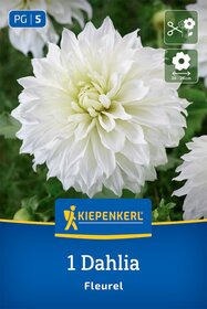 Riesenblüten-Dahlie Fleurel