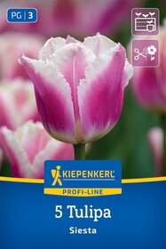 Gefranste Tulpe Siesta