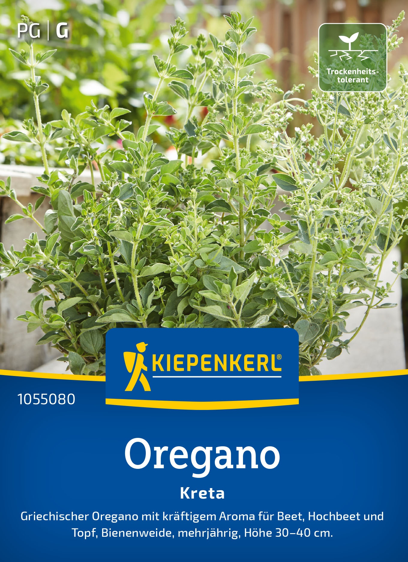 Oreganosamen Kreta
