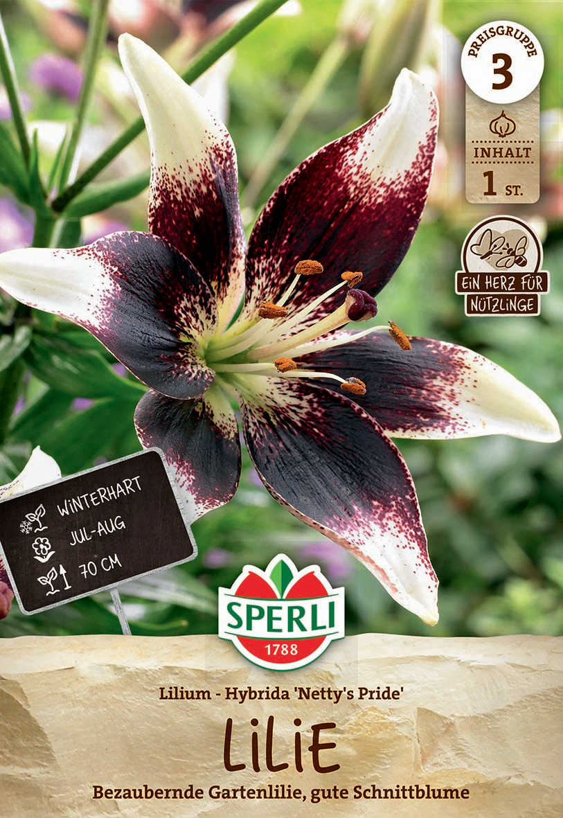 Leuchtende Lilienblüte mit weißen und dunkelroten gefleckten Blütenblättern im Garten.