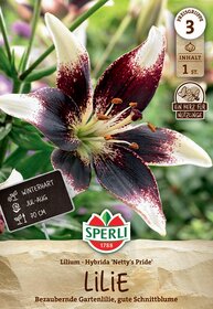 Leuchtende Lilienblüte mit weißen und dunkelroten gefleckten Blütenblättern im Garten.
