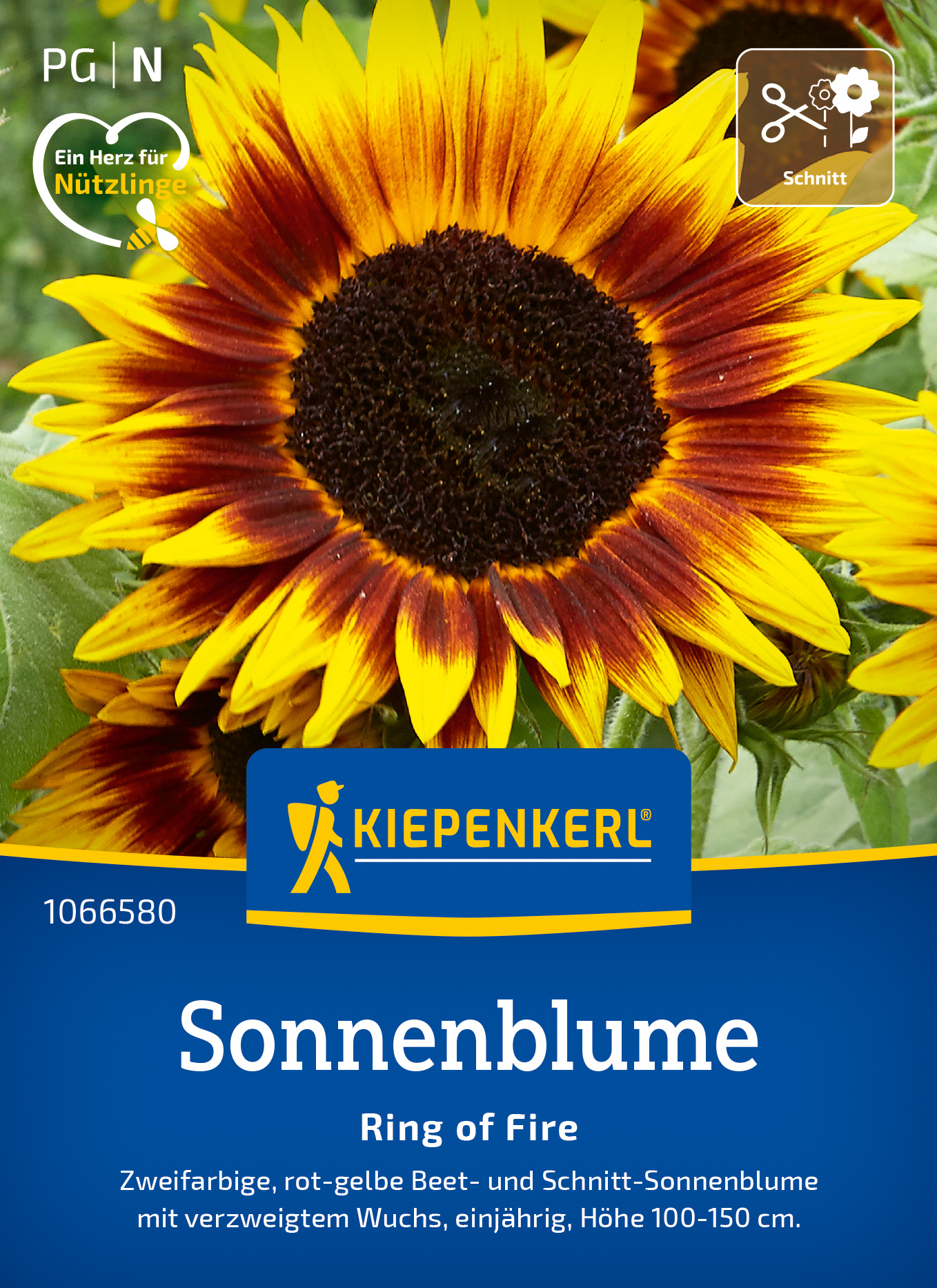 Sonnenblume Ring of Fire mit gelben und roten Blüten, wächst einjährig, Höhe 100-150 cm.