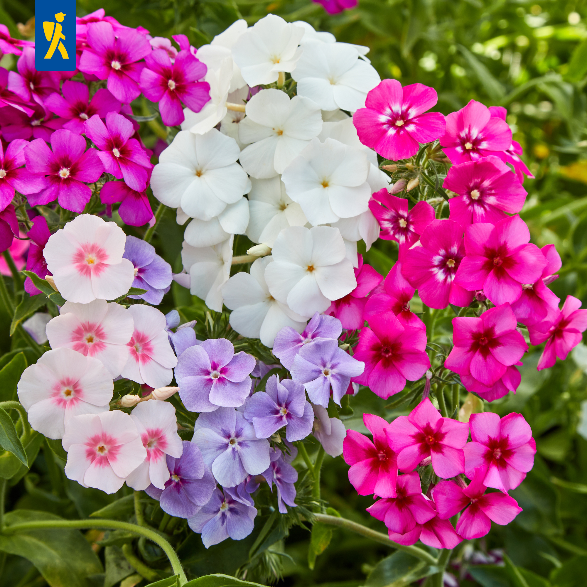 Flammenblume Sommer-Phlox Mischung