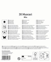 Mega-Pack Traubenhyazinthen Mischung