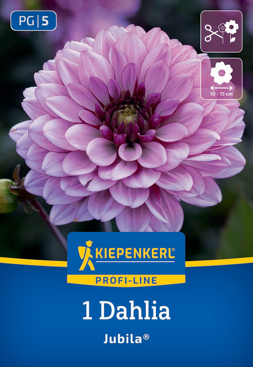 Nahaufnahme einer pink-lila Dahlie mit feuchten Blütenblättern.