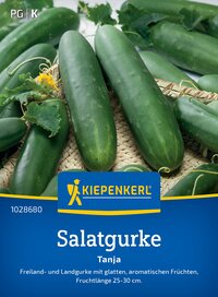 Vier grüne Salatgurken liegen auf einem Korb aus Weide, einige Gurken hängen an einer Pflanze mit gelber Blüte.