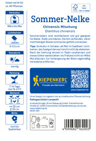 Sommer-Nelkensamen Chinensis Mischung