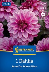Pinkfarbene Dahlien mit großen, runden Blütenköpfen, Verpackung mit Kiepenkerl-Logo und Pflanzenherkunft.