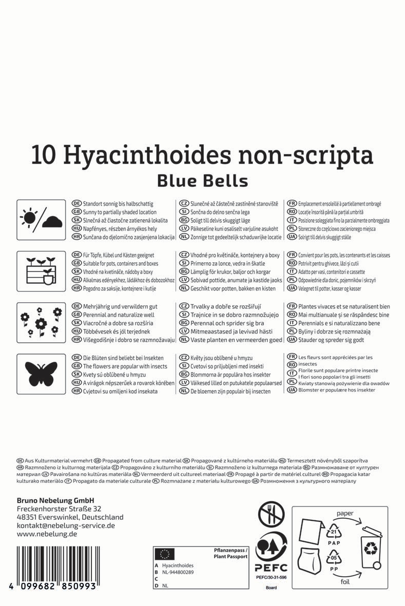 Hasenglöckchen Blue Bells