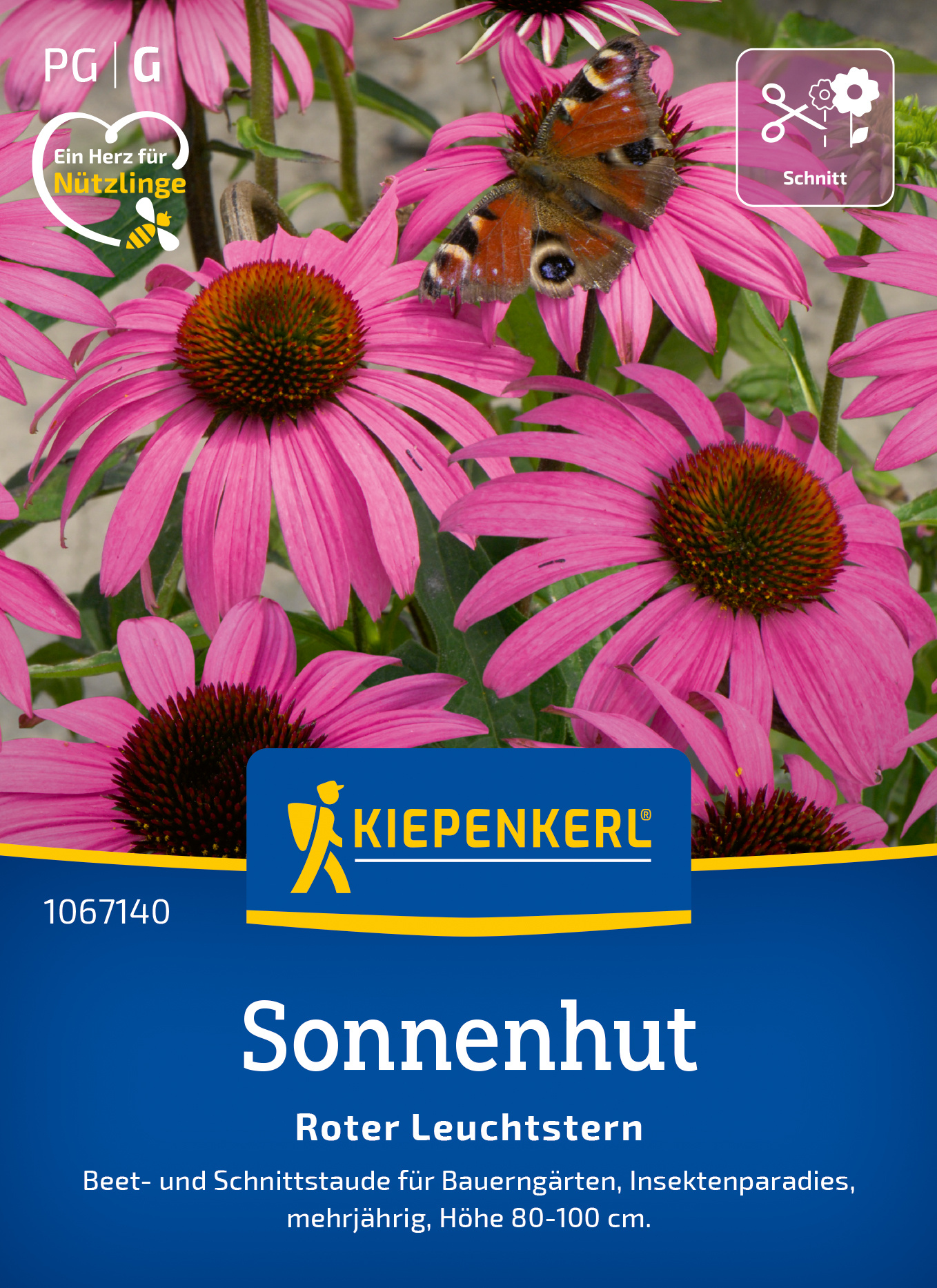 Pinke Sonnenhut-Blumen mit einem Schmetterling darauf, grüne Blätter im Hintergrund.