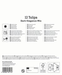 Mega-Pack Blumenzwiebelmischung Dark Elegance Mix