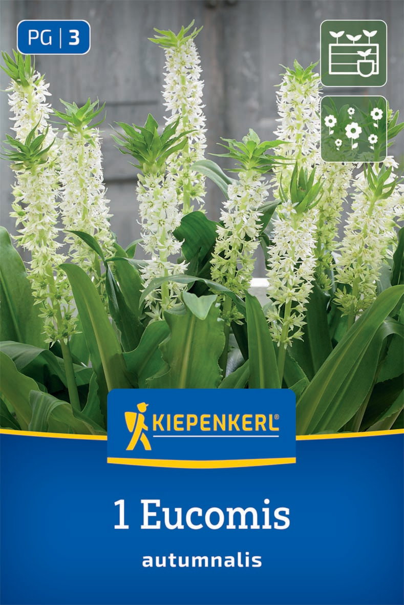 Ananasblume - Eucomis autumnalis