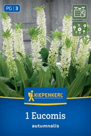 Ananasblume - Eucomis autumnalis