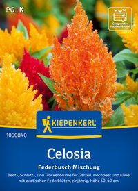 Bunte Celosia-Federblumen Mischung, Höhe 50-60 cm, für Garten, Hochbeet und Kübel.