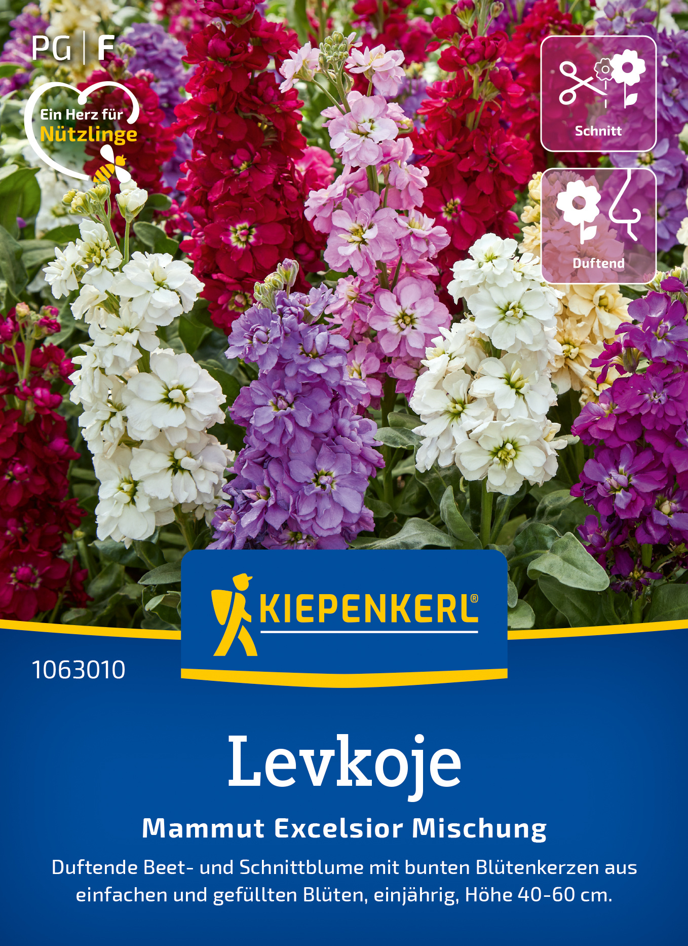Bunte, duftende Primeln in Weiß, Rosa, Lila, Rot, gelb auf Blumenkübel.
