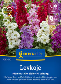 Bunte, duftende Primeln in Weiß, Rosa, Lila, Rot, gelb auf Blumenkübel.