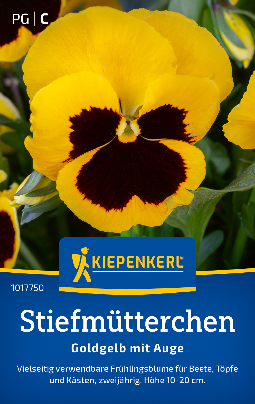 Stiefmütterchensamen Goldgelb mit Auge