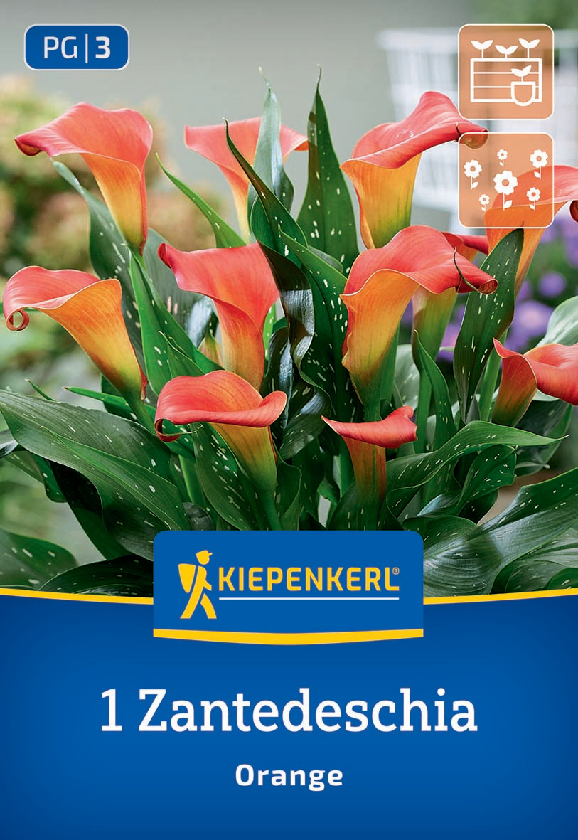 zimmerpflanze hochzeitsgeschenk Blumentopf  Hochzeit