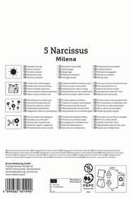 Gefüllte Narzisse Milena