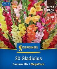 Bunte Gladiolen in rot, gelb, pink und orange in einer Packung.