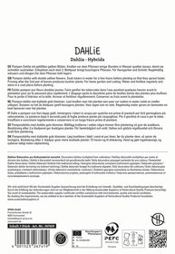 Text auf der Verpackung mit Beschreibung der Dahlie und Pflegehinweisen in mehreren Sprachen.